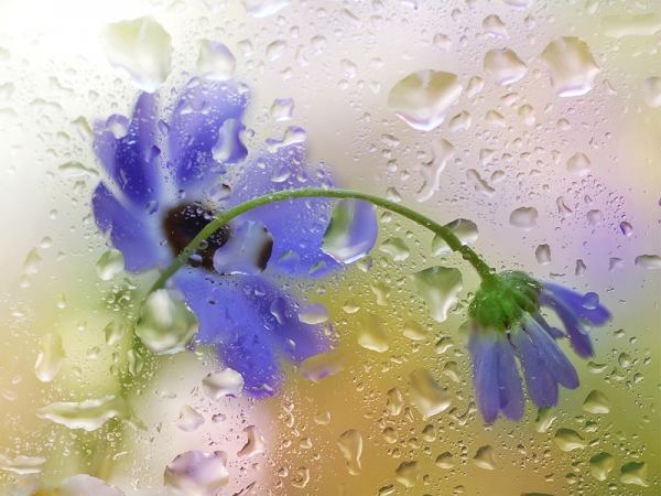 Creation of Of Teardrops & Raindrops : Step 1